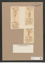 Navicula sp. (de-Toni-Nr.: Genus 1, Species 231, 232 & 240 ?) Zeichnungen Sammlung Grunow Nr. 1326 (NHMW-BOT-W0368254)